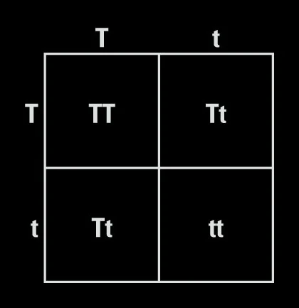 Punnett square for Tt × Tt cross