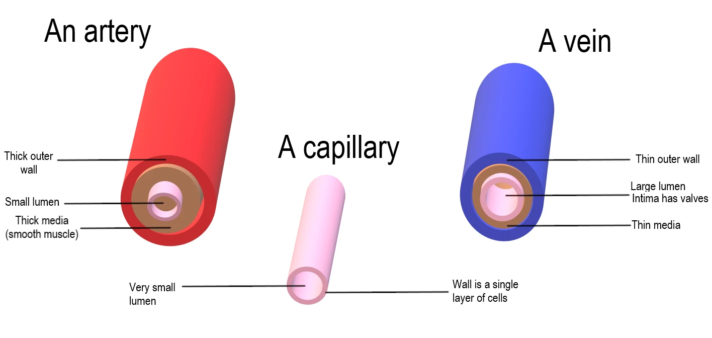 Comparison diagram of an artery, vein, and capillary showing wall layers and lumen size