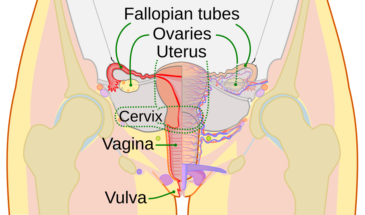 Labelled diagram of the female reproductive system showing ovaries, fallopian tubes, uterus, cervix, and vagina