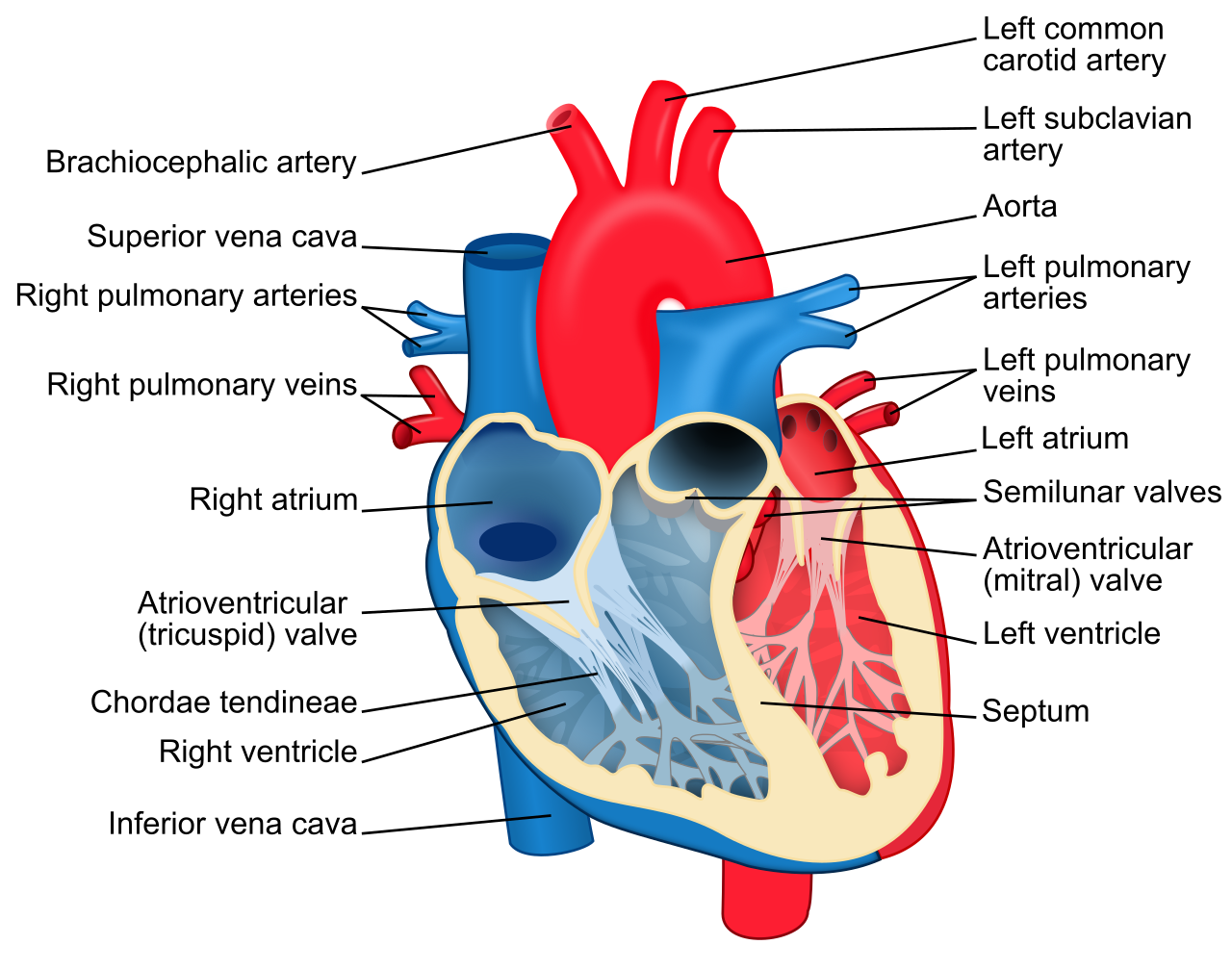 Labelled diagram of the human heart showing atria, ventricles, valves, aorta, vena cava, and pulmonary vessels