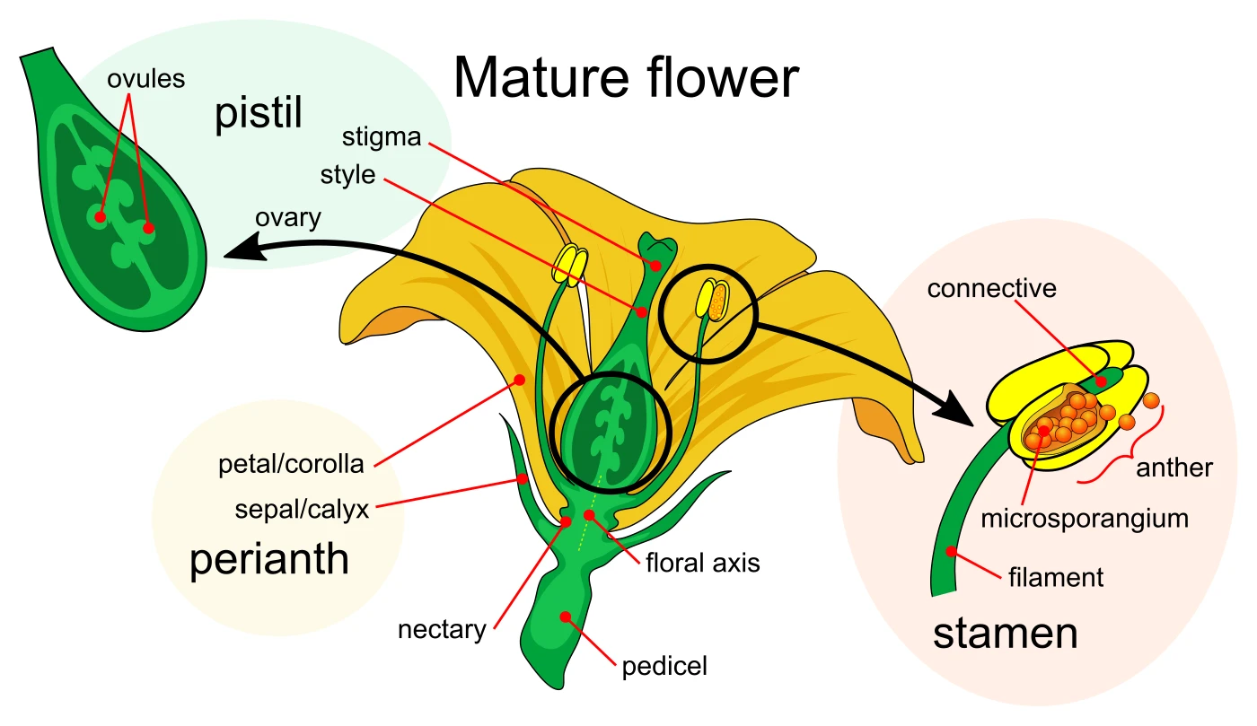 Labeled diagram of a mature insect-pollinated flower showing stigma, style, ovary, ovules, pistil, petals, sepals, nectary, stamen, anther, filament, and receptacle