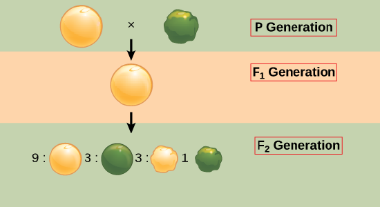 An image showing the Mendel pea plant crosses