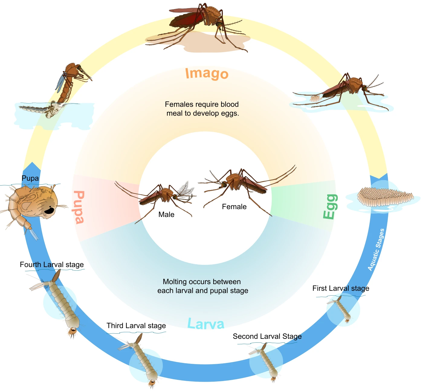 Diagram of the Culex mosquito life cycle showing egg, larva, pupa, and adult (imago) stages