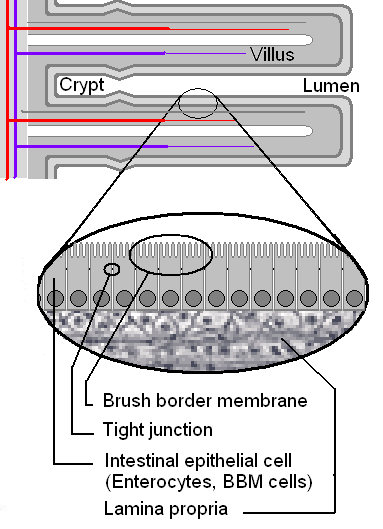 Labelled diagram of a villus showing capillaries, lacteal, epithelial cells, and microvilli